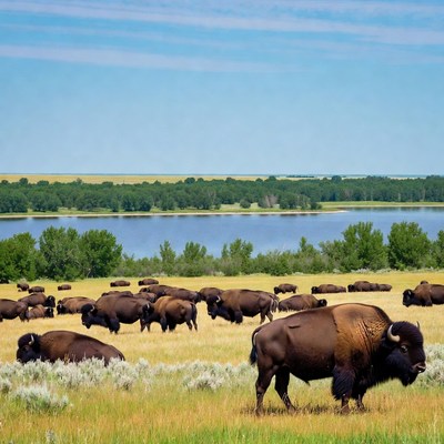 Herd of bison grazing in grassland