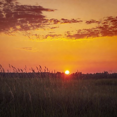 Sunset over tall grass field