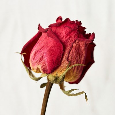 Wilted Red Rose on Stem