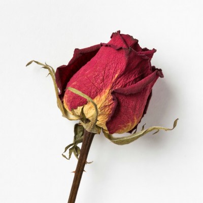Dried Red Rose on Stem
