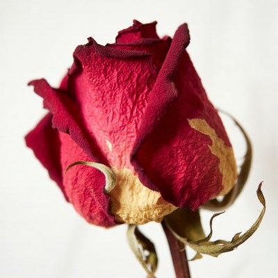 Dried Red Rose Closeup