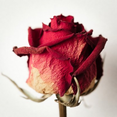 Wilted Red Rose on Stem