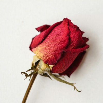 Dried Red Rose on White Background