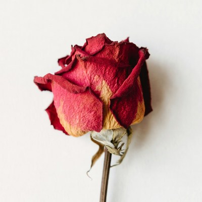 Wilted Red Rose on White Background