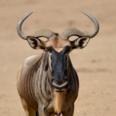 Close-up of wildebeest with curved horns