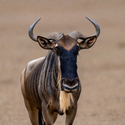 Close-up of wildebeest facing forward