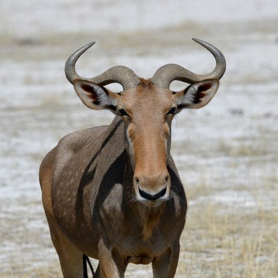 Eland Antelope with Large Horns