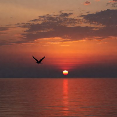 Seagull flying over sunset ocean