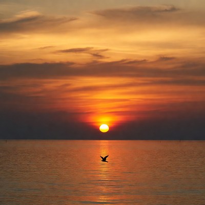 Sunset over sea with flying bird