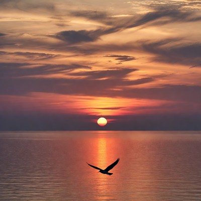 Silhouette seagull flying over sunset ocean