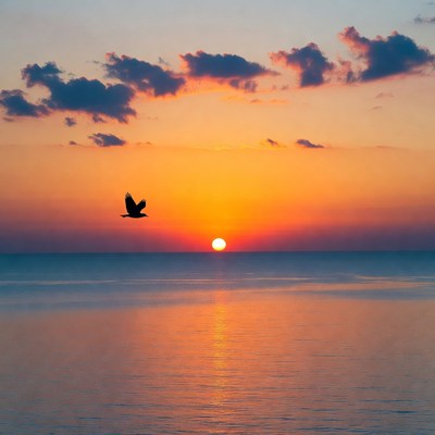 Bird flying over ocean sunset