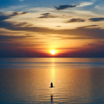 Seagull on calm sea at sunset