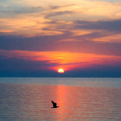 Silhouette Bird Flying Over Sunset Ocean