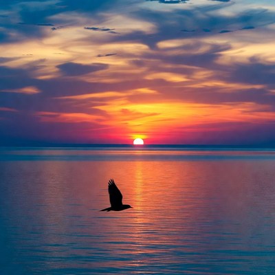 Silhouette Bird Flying Over Sunset Ocean