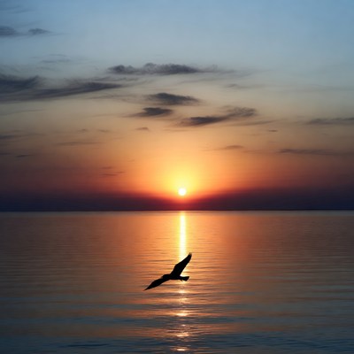 Silhouette Bird Flying Over Sunset Ocean