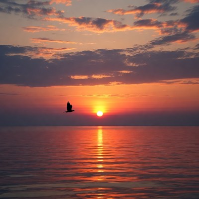 Bird flying over sunset ocean