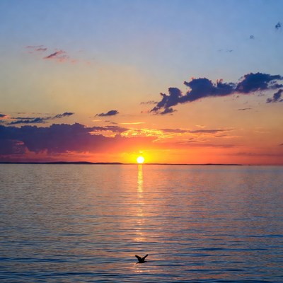Sunset over lake with bird