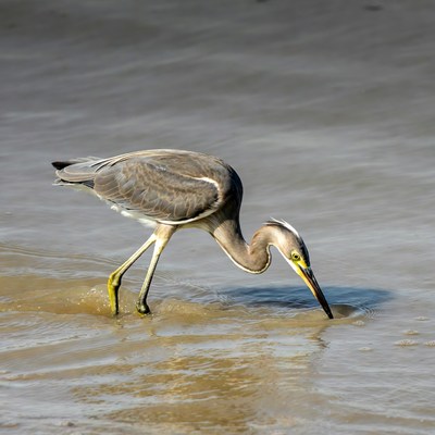 Grey Heron foraging in shallow water
