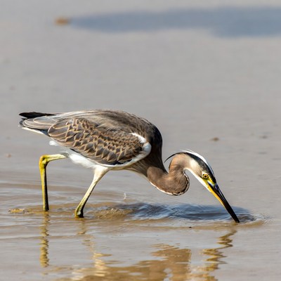 Black-crowned Night Heron Foraging in Muddy Water