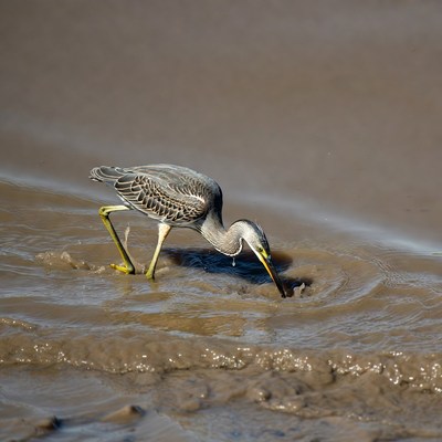 Grey Heron Foraging in Muddy Water