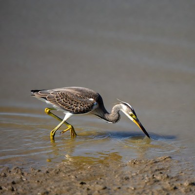 Striated Heron foraging in shallow water
