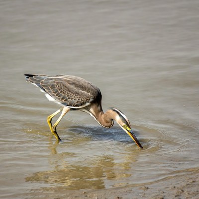 Great Blue Heron foraging in water