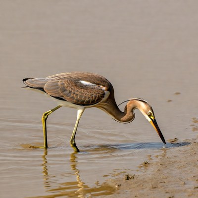 Rufous-necked Heron Foraging in Mud