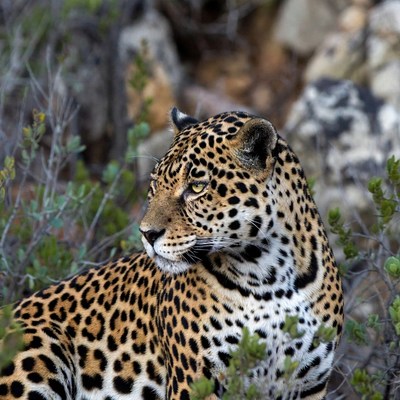 Jaguar in rocky bush habitat