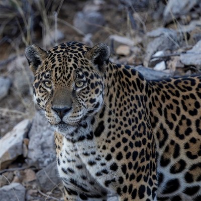 Jaguar staring in rocky grassland