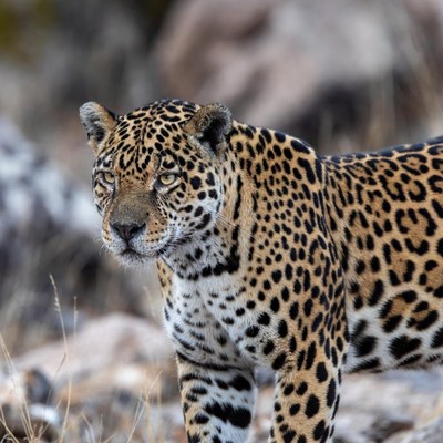 Jaguar standing in rocky terrain