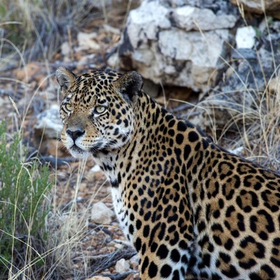 Jaguar in rocky grassland