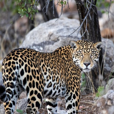 Jaguar standing among rocks
