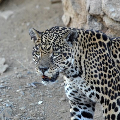 Jaguar standing on rocky ground