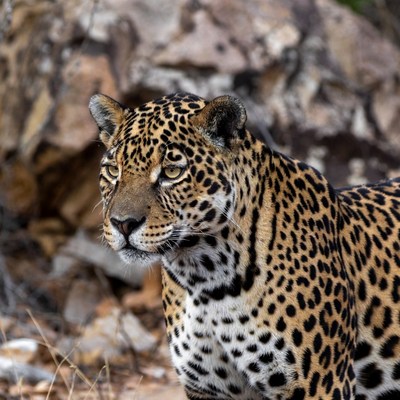 Jaguar standing on rocky terrain