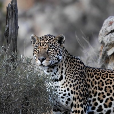 Jaguar standing in rocky terrain