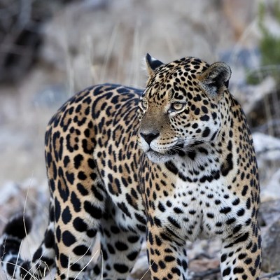 Jaguar standing in rocky terrain