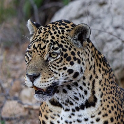 Jaguar with spotted fur on rock