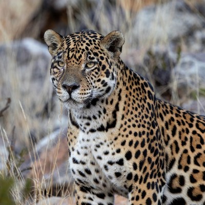 Jaguar standing in dry grass