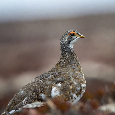 Ptarmigan standing in snowy tundra