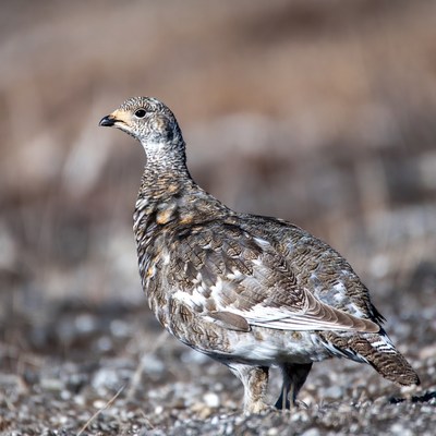 Willow Ptarmigan in snowy field