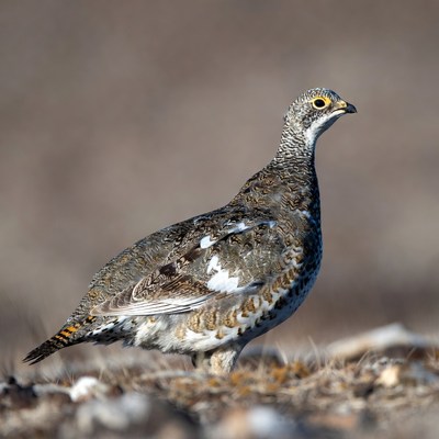 Gray Partridge standing in field