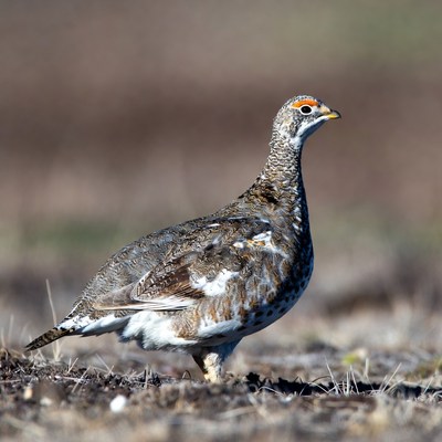 Grouse standing in field