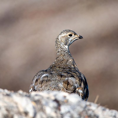 Grouse standing on rocky terrain