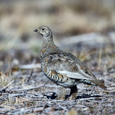 Sage Grouse standing in dry grass