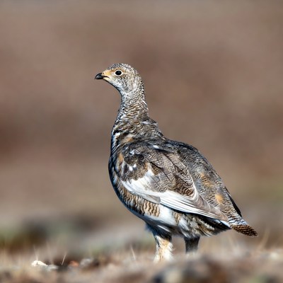 Willow Ptarmigan standing in field