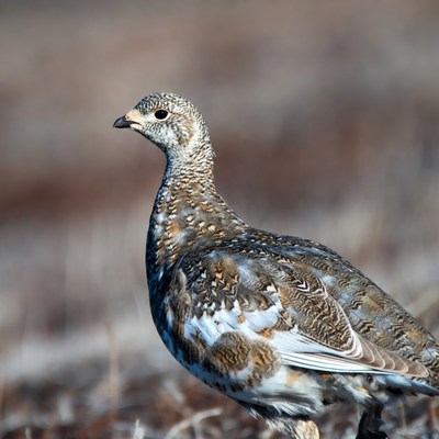 Willow Ptarmigan in snowy grass