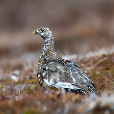 Willow Ptarmigan in autumn tundra