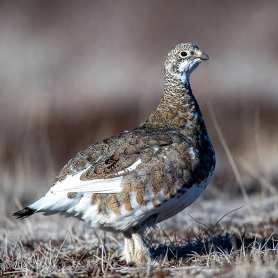 Willow Ptarmigan standing in snow