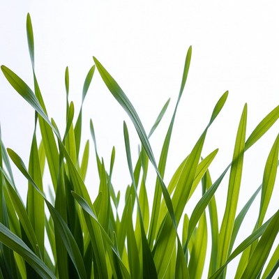 Fresh green grass blades isolated