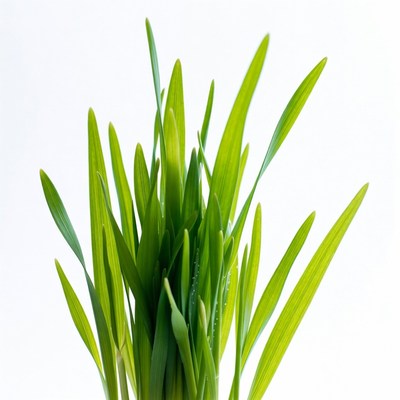 Fresh green grass sprouts